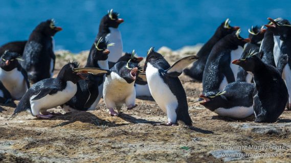 Aerial Photography, Falkland Islands, Gentoo Penguins, Landscape, Magellenic Penguin, Pebble Island, Penguins, Photography, Rockhopper Penguins, seascape, Skua, Travel