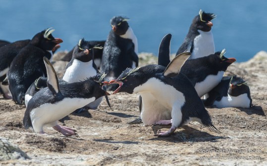 Aerial Photography, Falkland Islands, Gentoo Penguins, Landscape, Magellenic Penguin, Pebble Island, Penguins, Photography, Rockhopper Penguins, seascape, Skua, Travel