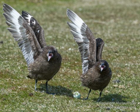 Cara cara, Falkland Islands, Giant Petrel, Landscape, Nature, Pebble Island, Photography, Rock Cormorant, seascape, Skua, Travel, Turkey vultures, Wilderness, Wildlife