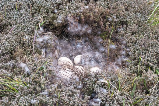 Falkland Islands, Landscape, Long-tailed meadowlark, Magellanic Oyster Catcher, Nature, Patagonian Crested Duck, Pebble Island, Photography, seascape, Silver Teal, Travel, Upland Goose, Wilderness, Wildlife, Yellow-billed Teal