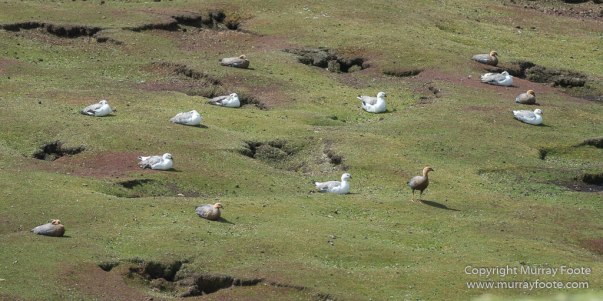 Cara cara, Falkland Islands, Gentoo Penguins, Landscape, Macaroni Penguins, Nature, Pebble Island, Photography, Rockhopper Penguins, seascape, Travel, Turkey vultures, Upland Goose, Wilderness, Wildlife