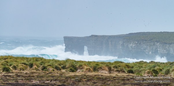Elephant seals, Falkland Islands, Gentoo Penguins, King Cormorant, Landscape, Magellenic Penguin, Nature, Photography, Sea Lion Island, seascape, Silvery Grebe, Steamer duck, Travel, Wilderness, Wildlife