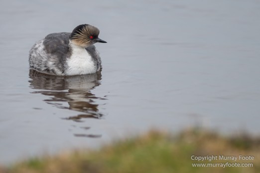 Elephant seals, Falkland Islands, Gentoo Penguins, King Cormorant, Landscape, Magellenic Penguin, Nature, Photography, Sea Lion Island, seascape, Silvery Grebe, Steamer duck, Travel, Wilderness, Wildlife