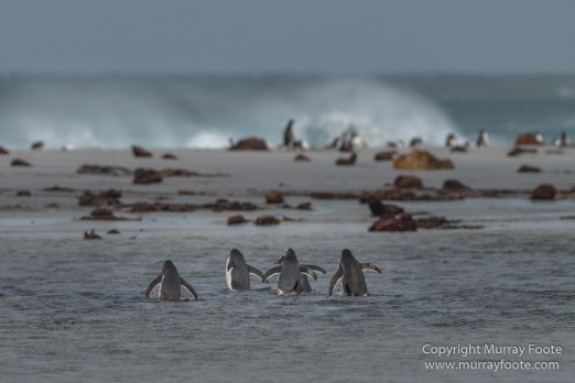 Elephant seals, Falkland Islands, Gentoo Penguins, King Cormorant, Landscape, Magellenic Penguin, Nature, Photography, Sea Lion Island, seascape, Silvery Grebe, Steamer duck, Travel, Wilderness, Wildlife