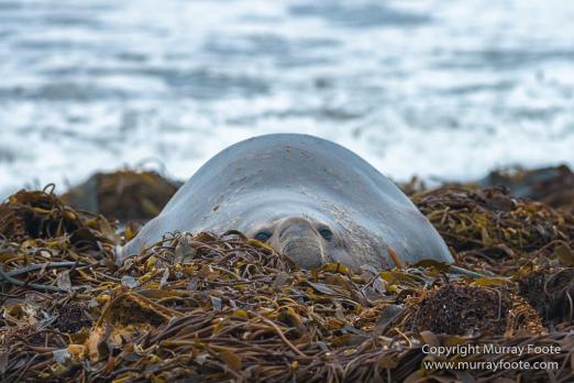 Elephant seals, Falkland Islands, Gentoo Penguins, King Cormorant, Landscape, Magellenic Penguin, Nature, Photography, Sea Lion Island, seascape, Silvery Grebe, Steamer duck, Travel, Wilderness, Wildlife
