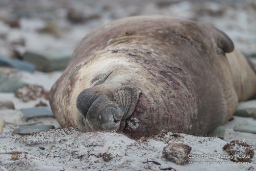 Elephant seals, Falkland Islands, Gentoo Penguins, King Cormorant, Landscape, Magellenic Penguin, Nature, Photography, Sea Lion Island, seascape, Silvery Grebe, Steamer duck, Travel, Wilderness, Wildlife