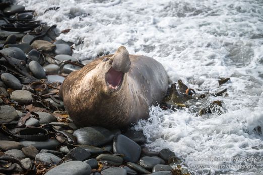 Elephant seals, Falkland Islands, Landscape, Nature, Photography, Sea Lion Island, seascape, Travel, Wilderness, Wildlife