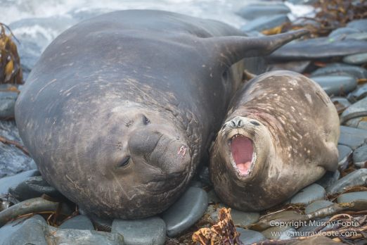 Elephant seals, Falkland Islands, Landscape, Nature, Photography, Sea Lion Island, seascape, Travel, Wilderness, Wildlife
