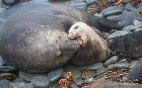 Elephant seals, Falkland Islands, Landscape, Nature, Photography, Sea Lion Island, seascape, Travel, Wilderness, Wildlife9