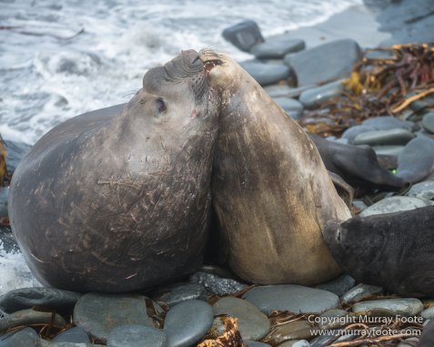 Elephant seals, Falkland Islands, Landscape, Nature, Photography, Sea Lion Island, seascape, Travel, Wilderness, Wildlife