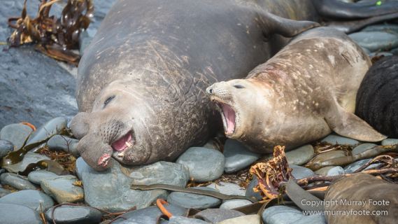 Elephant seals, Falkland Islands, Landscape, Nature, Photography, Sea Lion Island, seascape, Travel, Wilderness, Wildlife