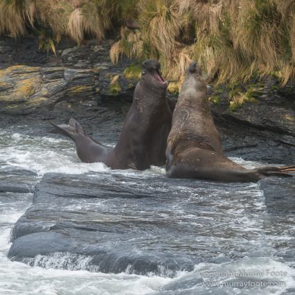 Elephant seals, Falkland Islands, Landscape, Nature, Photography, Sea Lion Island, seascape, Travel, Wilderness, Wildlife