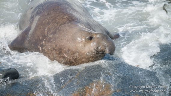 Elephant seals, Falkland Islands, Landscape, Nature, Photography, Sea Lion Island, seascape, Travel, Wilderness, Wildlife