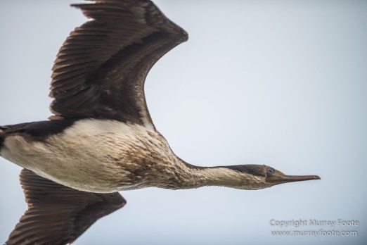 Cara cara, Falkland Islands, Gentoo Penguins, King Cormorant, Landscape, Nature, Photography, Sea Lion Island, seascape, Travel, Wilderness, Wildlife