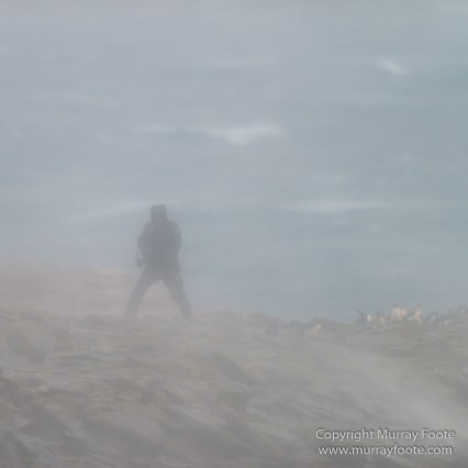 Cara cara, Falkland Islands, Gentoo Penguins, King Cormorant, Landscape, Nature, Photography, Sea Lion Island, seascape, Travel, Wilderness, Wildlife