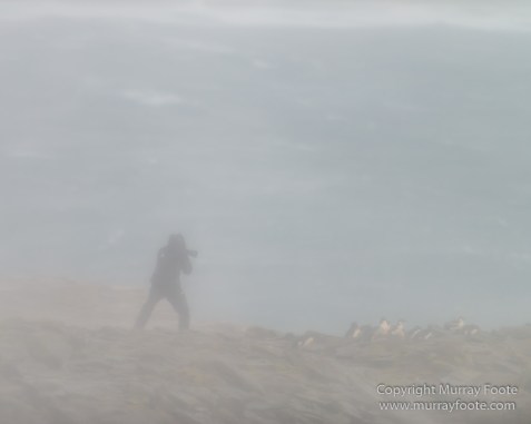 Cara cara, Falkland Islands, Gentoo Penguins, King Cormorant, Landscape, Nature, Photography, Sea Lion Island, seascape, Travel, Wilderness, Wildlife