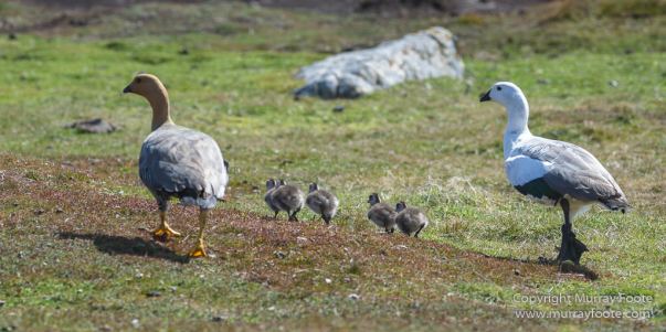 Falkland Islands, Landscape, Long-tailed meadowlark, Magellanic Oyster Catcher, Nature, Patagonian Crested Duck, Pebble Island, Photography, seascape, Silver Teal, Travel, Upland Goose, Wilderness, Wildlife, Yellow-billed Teal