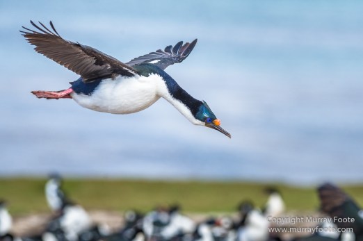 Dolphin Gull, Falkland Islands, Giant Petrel, Imperial Cormorant, King Cormorant, Landscape, Nature, Pebble Island, Photography, seascape, Travel, Wilderness, Wildlife