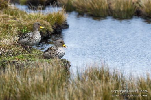 Falkland Islands, Landscape, Long-tailed meadowlark, Magellanic Oyster Catcher, Nature, Patagonian Crested Duck, Pebble Island, Photography, seascape, Silver Teal, Travel, Upland Goose, Wilderness, Wildlife, Yellow-billed Teal
