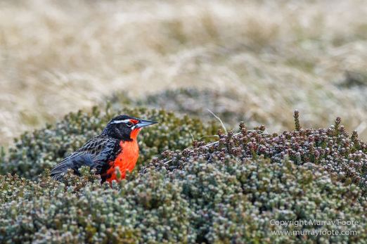 Falkland Islands, Landscape, Long-tailed meadowlark, Magellanic Oyster Catcher, Nature, Patagonian Crested Duck, Pebble Island, Photography, seascape, Silver Teal, Travel, Upland Goose, Wilderness, Wildlife, Yellow-billed Teal