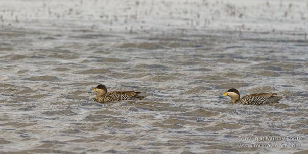Falkland Islands, Landscape, Long-tailed meadowlark, Magellanic Oyster Catcher, Nature, Patagonian Crested Duck, Pebble Island, Photography, seascape, Silver Teal, Travel, Upland Goose, Wilderness, Wildlife, Yellow-billed Teal