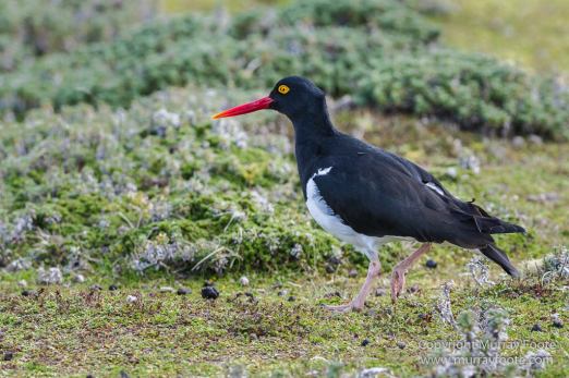 Falkland Islands, Landscape, Long-tailed meadowlark, Magellanic Oyster Catcher, Nature, Patagonian Crested Duck, Pebble Island, Photography, seascape, Silver Teal, Travel, Upland Goose, Wilderness, Wildlife, Yellow-billed Teal