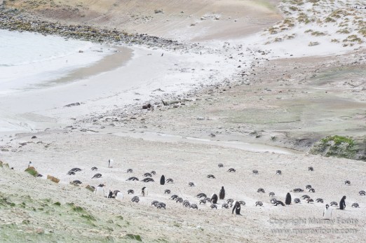 Cara cara, Falkland Islands, Gentoo Penguins, Landscape, Macaroni Penguins, Nature, Pebble Island, Photography, Rockhopper Penguins, seascape, Travel, Turkey vultures, Upland Goose, Wilderness, Wildlife