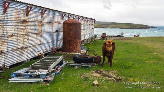 Falkland Islands, History, Landscape, Nature, Pebble Island, Photography, seascape, Travel