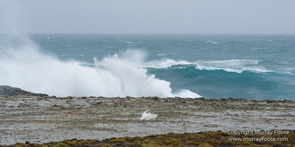 Elephant seals, Falkland Islands, Gentoo Penguins, King Cormorant, Landscape, Magellenic Penguin, Nature, Photography, Sea Lion Island, seascape, Silvery Grebe, Steamer duck, Travel, Wilderness, Wildlife