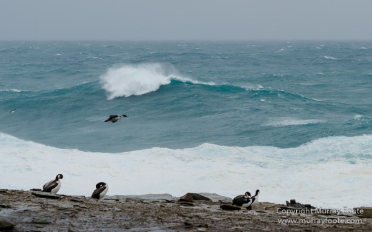 Elephant seals, Falkland Islands, Gentoo Penguins, King Cormorant, Landscape, Magellenic Penguin, Nature, Photography, Sea Lion Island, seascape, Silvery Grebe, Steamer duck, Travel, Wilderness, Wildlife