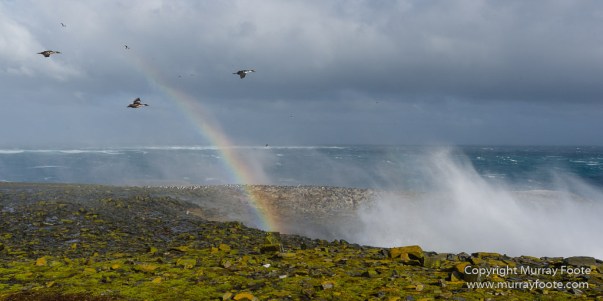 Cara cara, Falkland Islands, Gentoo Penguins, King Cormorant, Landscape, Nature, Photography, Sea Lion Island, seascape, Travel, Wilderness, Wildlife