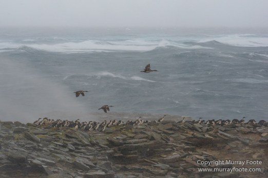 Cara cara, Falkland Islands, Gentoo Penguins, King Cormorant, Landscape, Nature, Photography, Sea Lion Island, seascape, Travel, Wilderness, Wildlife
