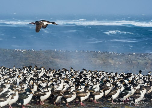 Cara cara, Falkland Islands, Gentoo Penguins, King Cormorant, Landscape, Nature, Photography, Sea Lion Island, seascape, Travel, Wilderness, Wildlife