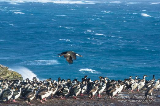 Cara cara, Falkland Islands, Gentoo Penguins, King Cormorant, Landscape, Nature, Photography, Sea Lion Island, seascape, Travel, Wilderness, Wildlife