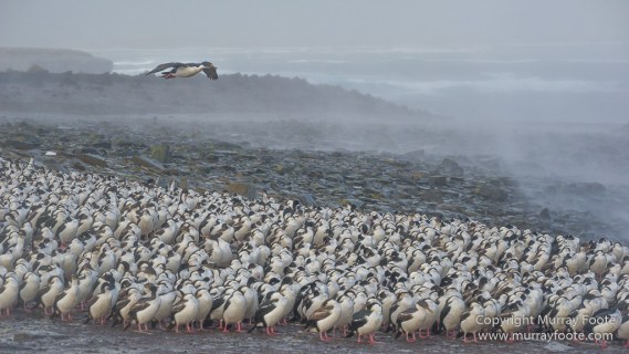 Cara cara, Falkland Islands, Gentoo Penguins, King Cormorant, Landscape, Nature, Photography, Sea Lion Island, seascape, Travel, Wilderness, Wildlife