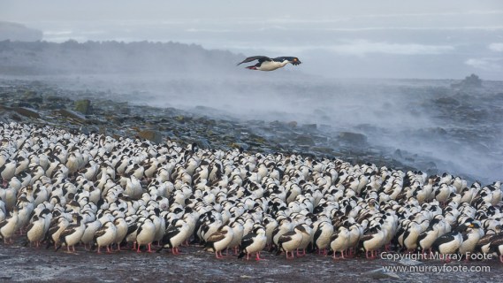 Cara cara, Falkland Islands, Gentoo Penguins, King Cormorant, Landscape, Nature, Photography, Sea Lion Island, seascape, Travel, Wilderness, Wildlife