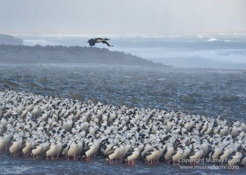 Cara cara, Falkland Islands, Gentoo Penguins, King Cormorant, Landscape, Nature, Photography, Sea Lion Island, seascape, Travel, Wilderness, Wildlife
