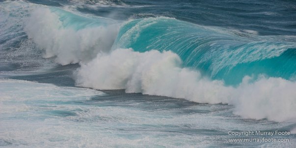 Cara cara, Falkland Islands, Gentoo Penguins, King Cormorant, Landscape, Nature, Photography, Sea Lion Island, seascape, Travel, Wilderness, Wildlife