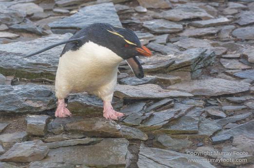 Cara cara, Falkland Islands, Gentoo Penguins, King Cormorant, Landscape, Nature, Photography, Sea Lion Island, seascape, Travel, Wilderness, Wildlife