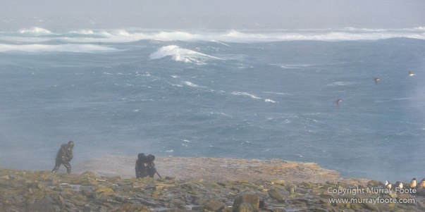 Cara cara, Falkland Islands, Gentoo Penguins, King Cormorant, Landscape, Nature, Photography, Sea Lion Island, seascape, Travel, Wilderness, Wildlife