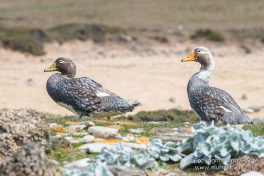 Cara cara, Falkland Islands, Gentoo Penguins, Landscape, Macaroni Penguins, Nature, Pebble Island, Photography, Rockhopper Penguins, seascape, Travel, Turkey vultures, Upland Goose, Wilderness, Wildlife