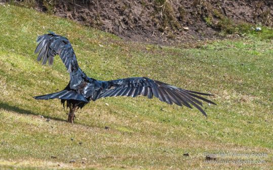 Cara cara, Falkland Islands, Gentoo Penguins, Landscape, Macaroni Penguins, Nature, Pebble Island, Photography, Rockhopper Penguins, seascape, Travel, Turkey vultures, Upland Goose, Wilderness, Wildlife