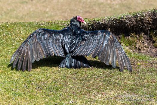 Cara cara, Falkland Islands, Gentoo Penguins, Landscape, Macaroni Penguins, Nature, Pebble Island, Photography, Rockhopper Penguins, seascape, Travel, Turkey vultures, Upland Goose, Wilderness, Wildlife