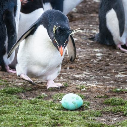 Cara cara, Falkland Islands, Gentoo Penguins, Landscape, Macaroni Penguins, Nature, Pebble Island, Photography, Rockhopper Penguins, seascape, Travel, Turkey vultures, Upland Goose, Wilderness, Wildlife