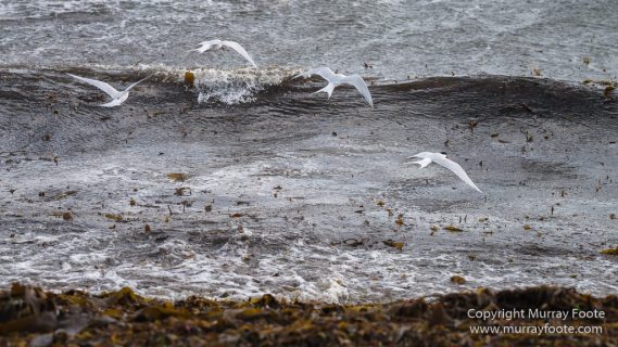 Falkland Islands, History, Landscape, Nature, Pebble Island, Photography, seascape, Travel