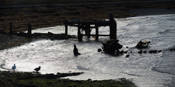 Falkland Islands, History, Landscape, Nature, Pebble Island, Photography, seascape, Travel