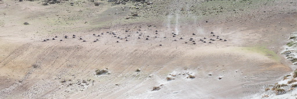 Cara cara, Falkland Islands, Gentoo Penguins, Landscape, Macaroni Penguins, Nature, Pebble Island, Photography, Rockhopper Penguins, seascape, Travel, Turkey vultures, Upland Goose, Wilderness, Wildlife