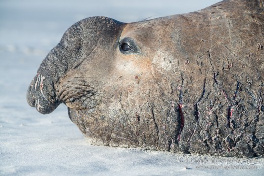 Elephant seals, Falkland Islands, Kelp Geese, Landscape, Nature, Patagonian Crested Duck, Penguins, Photography, Sea Lion Island, seascape, Speckled Teal, Steamer duck, Travel, Wilderness, Wildlife
