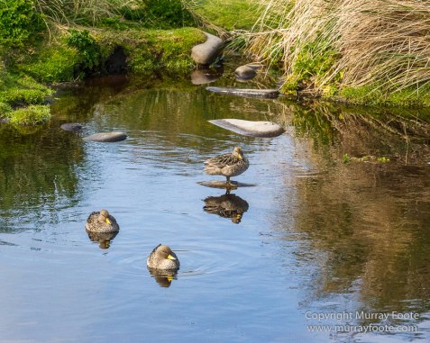 Elephant seals, Falkland Islands, Kelp Geese, Landscape, Nature, Patagonian Crested Duck, Penguins, Photography, Sea Lion Island, seascape, Speckled Teal, Steamer duck, Travel, Wilderness, Wildlife
