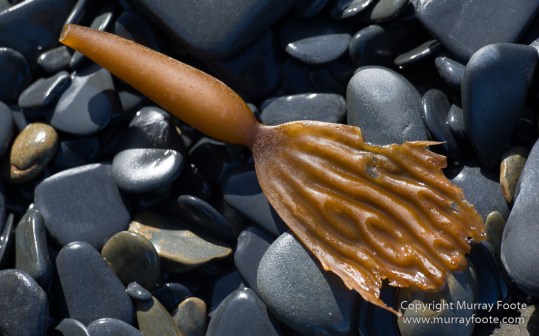 Elephant seals, Falkland Islands, Kelp Geese, Landscape, Nature, Patagonian Crested Duck, Penguins, Photography, Sea Lion Island, seascape, Speckled Teal, Steamer duck, Travel, Wilderness, Wildlife